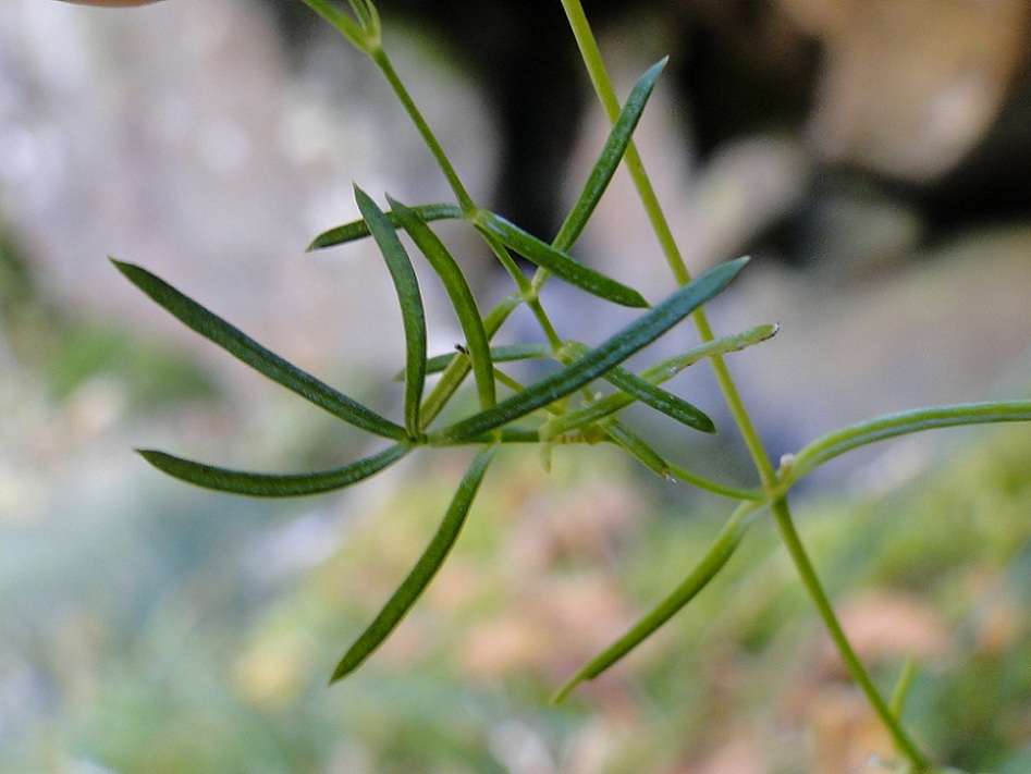 Moehringia muscosa / Erba paglina